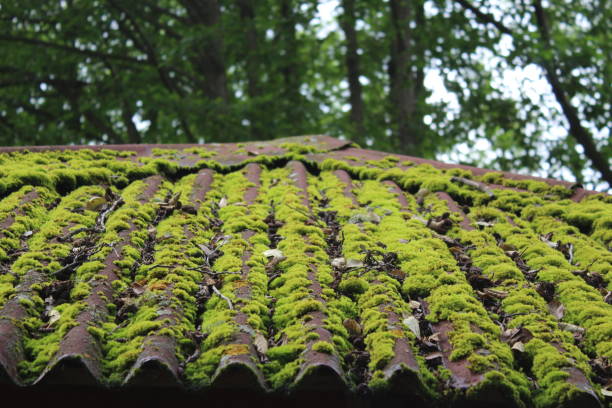 istock Moss covering the old roof 1517549292