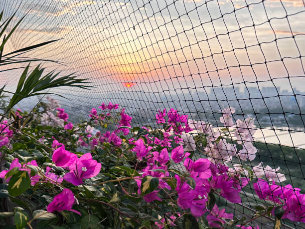 Close-up image of dramatic orange, purple and pink cloudy sky at sunset viewed through pigeon anti-bird netting on residential balcony, tropical pink bougainvillea flower bracts and lush green foliage, urban sprawl stock photo