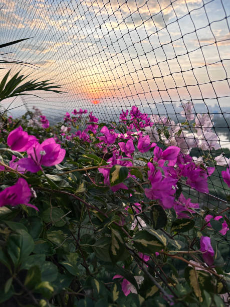 Stock photo of apartment balcony in Ghaziabad, India decorated with exotic house plants in wooden trough raised beds with dramatic orange, purple and pink cloudy sky at sunset viewed through pigeon anti-bird netting. imagen en primer plano del dramático cielo nublado naranja, púrpura y rosa al atardecer visto a través de una red antipájaros de paloma en el balcón residencial, brácteas de flores de buganvillas rosadas tropicales y exuberante follaje verde, expansi