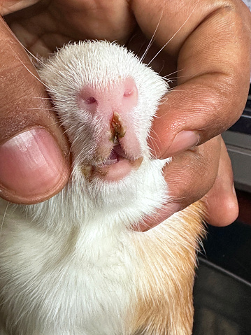 Stock photo showing close-up view of short haired American tricoloured guinea pig (Cavia porcellus) suffering from mouth sores which could be due to a fungal or bacterial infection, or due to eating acidic fruit.