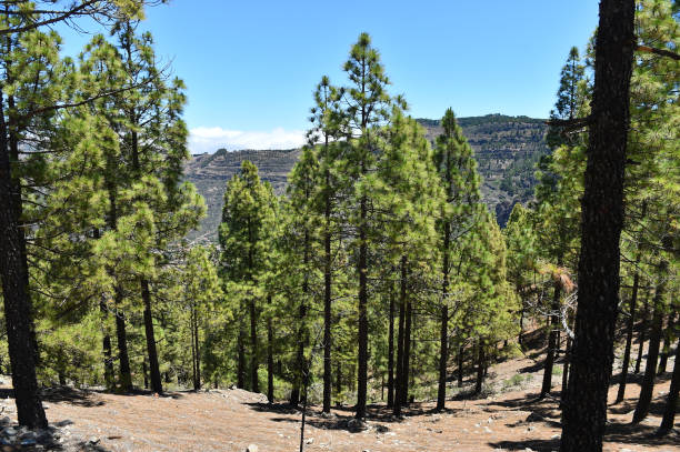 istock some beautiful pines in a mediterranean forest 1517581478