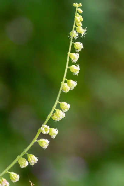 Close up of bigflower tellima (tellima grandiflora) flowers in bloom