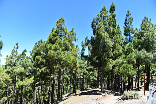 some beautiful pines in a mediterranean forest