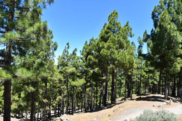 istock some beautiful pines in a mediterranean forest 1517594144