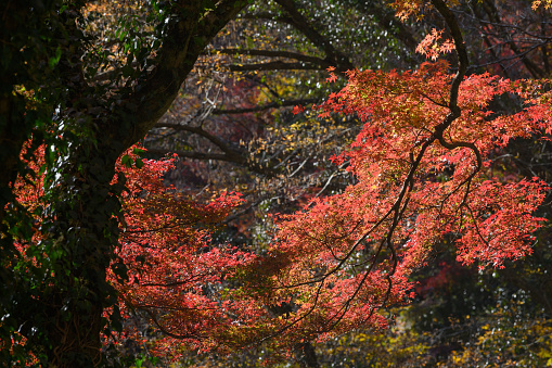 The best time to visit Hananuki Gorge is autumn with its beautiful red and yellow foliage.