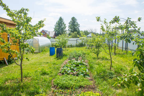 istock garden plot behind the fence is a green clearing with fruit trees, a shed, plastic barrels with water and a shed 1517601189