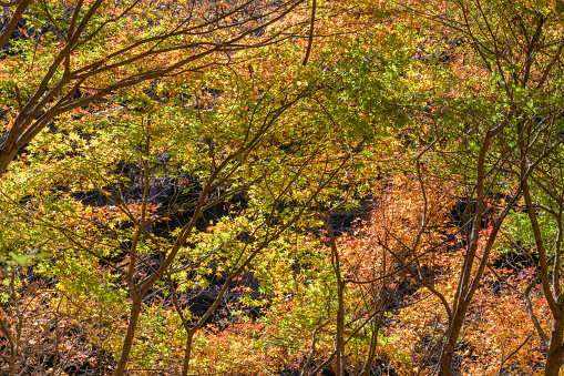 The best time to visit Hananuki Gorge is autumn with its beautiful red and yellow foliage.