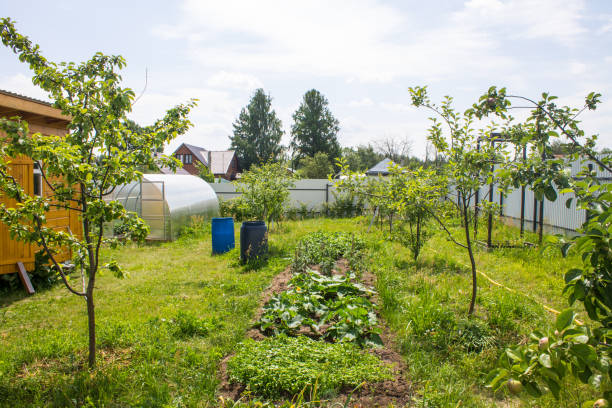 istock suburban plot with a greenhouse, fruit trees, beds, green grass 1517603262