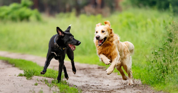 istock Two dogs running outdoors 1517632347