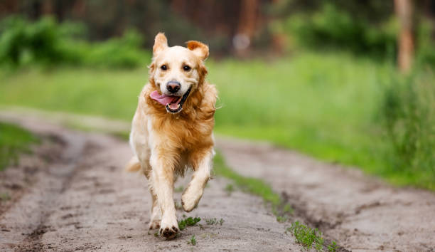 istock Golden retriever dog running 1517632353