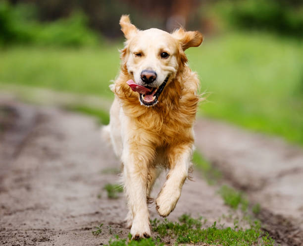 istock Golden retriever dog running 1517632355