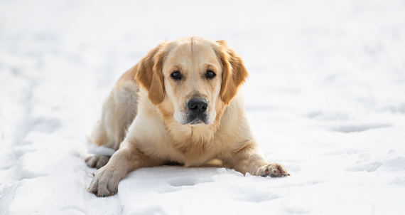 Golden retriever dog lying on the snow and looking at camera during winter walk