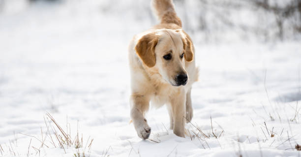 istock Golden retriever dog in wintertime 1517644112