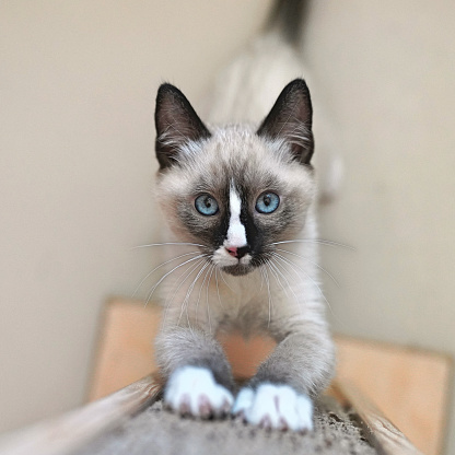 Dark brown/black masked face, white Snowshoe paws. Light blue eyes.  Looking up at camera. Nose has white stripe.