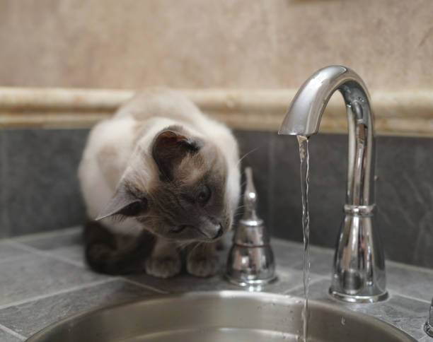 istock Curious young Siamese kitten playing with running water 1517680822