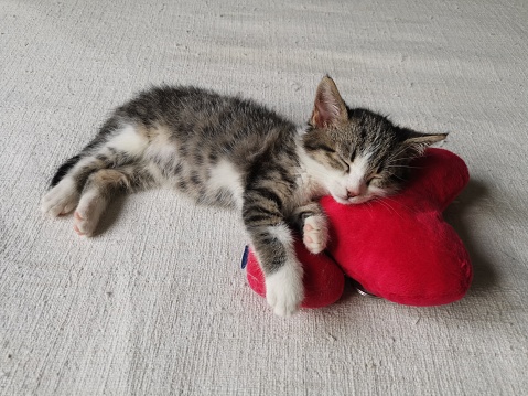 A cute photo of a kitten having fun while sleeping.