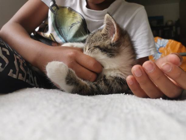 istock A cute photo of a kitten having fun while sleeping. 1517682491