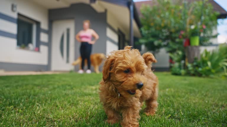 SLO MO Cute Toy Poodle Happily Strolls on the Lush Grass of a Beautiful Lawn Yard