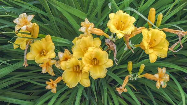 istock A garden in summer with flowers such as Daylily (Hemerocallis Zvonilka) 1517711908