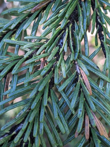 Close up of pine branch and needles Close up of pine branch and needles, specifically Pacific Silver Fir (abies amabilis). Taken at the Umbrella Falls loop near the Mt. Hood wilderness, a famous landmark to the east of Portland, Oregon. abies amabilis stock pictures, royalty-free photos & images