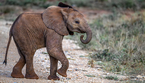 African Elephant and baby: Teaching in Masai Mara at Kenya. 