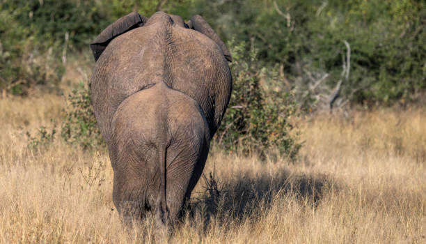 bumbum de elefante - safari animals elephant rear end animal nose - fotografias e filmes do acervo
