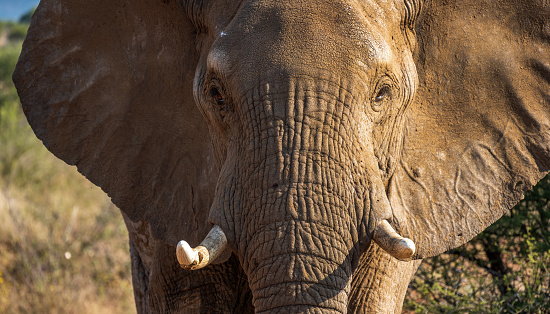 Closeup front view of a male elephant