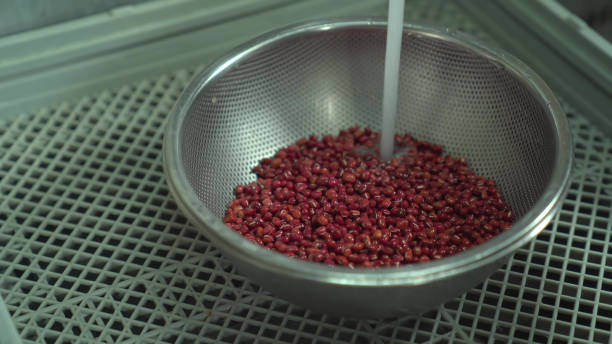 istock adzuki bean of natural plant 1517762588