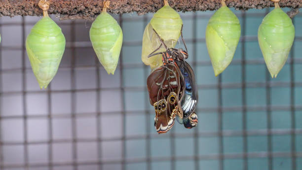 istock blue morpho butterfly stretches its wings after emerging from its chrysalis 1517763107