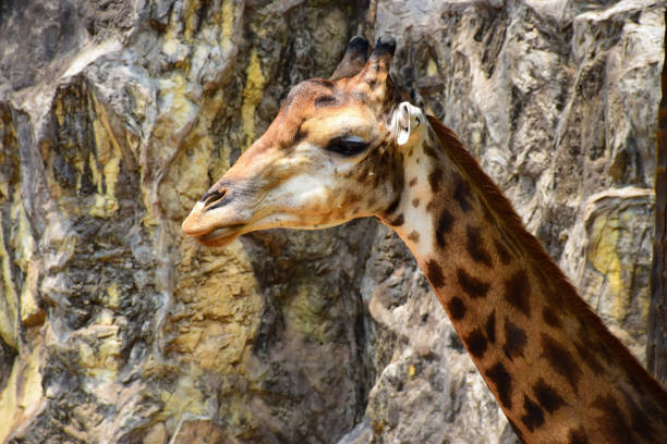A tall giraffe in the zoo.The head of a giraffe in the zoo