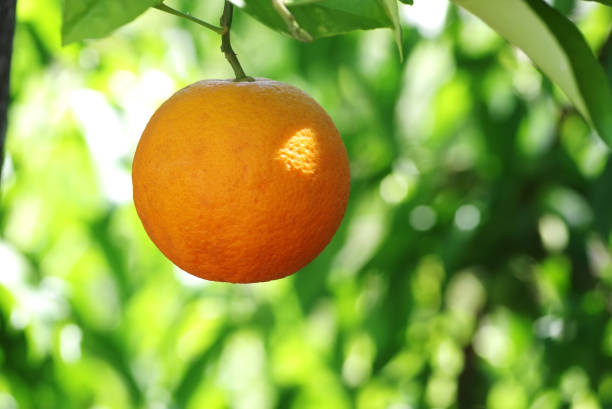 Organic orange tree plant garden and harvesting ripe orange crop.this is agriculture smart harvesting and plantation concept.