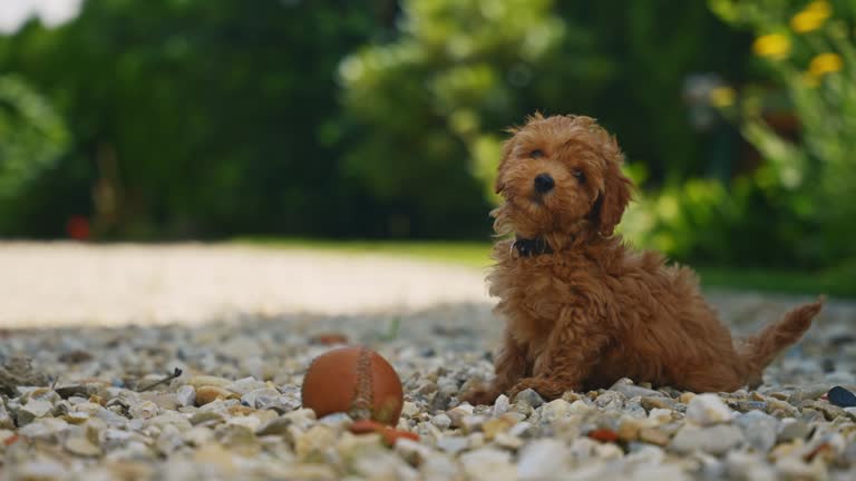 SLO MO Adorable Toy Poodle Frolics with Baseball Ball on Pebbles in Yard