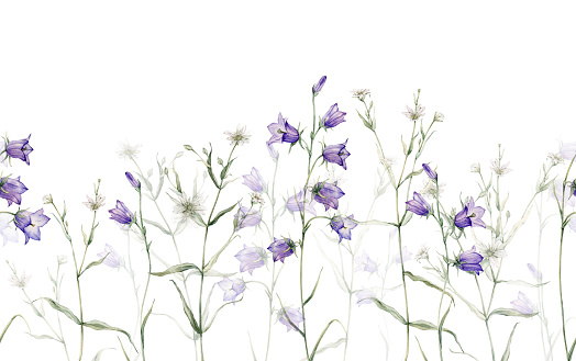 Seamless border of meadow, forest flowers. Campanula patula, little bell, bluebell, rapunzel. Rabelera holostea, stellaria.Watercolor hand painting illustration on isolate white background.