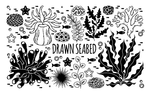 Collection with algae, corals, sea anemones, sea urchin, starfish and fishes. Vector black and white set. Outline and silhouette.