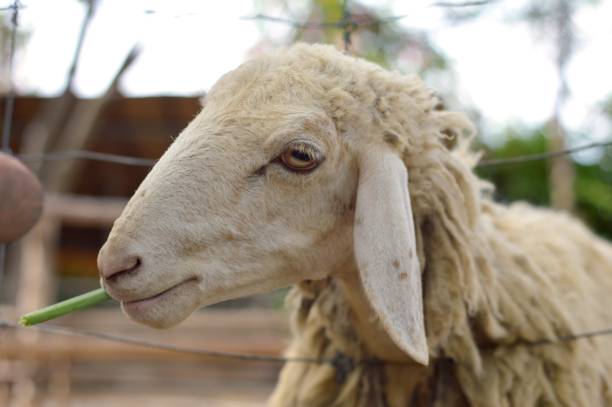 istock sheep in country farm 1517919330