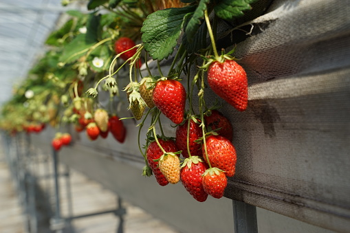 Strawberry Greenhouse Farming in Japan