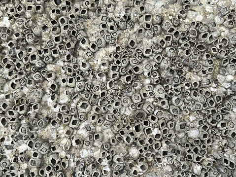 close up shipworm texture