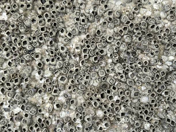 textura shipworm - barnacle - fotografias e filmes do acervo