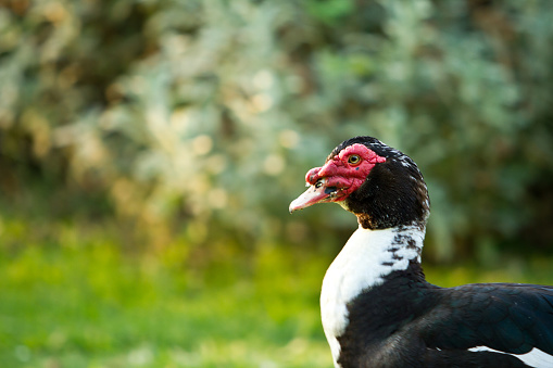 Barbary Duck (Cairina moschata) - Buensos Aires - Argentina