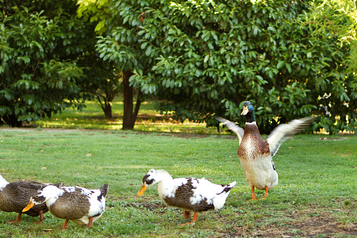 Group of ducks and geese on the grass - Buenos Aires - Argentina