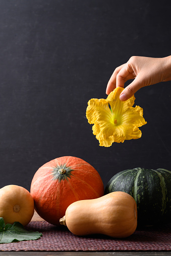 Pumpkin and butternut squash with hand holding flower on black background, Organic vegetable in Autumn season