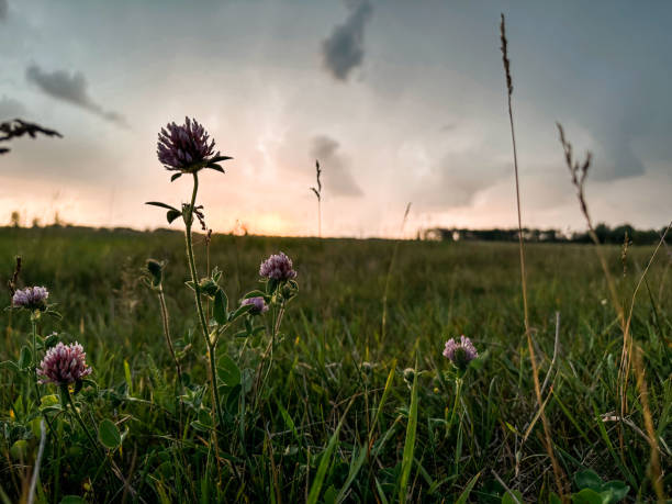 istock Manitoba Prairie Pasture Meadow 1517981795