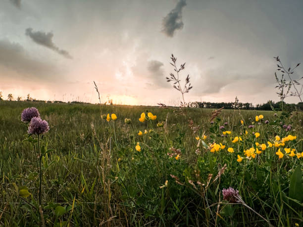 istock Manitoba Prairie Pasture Meadow 1517981797