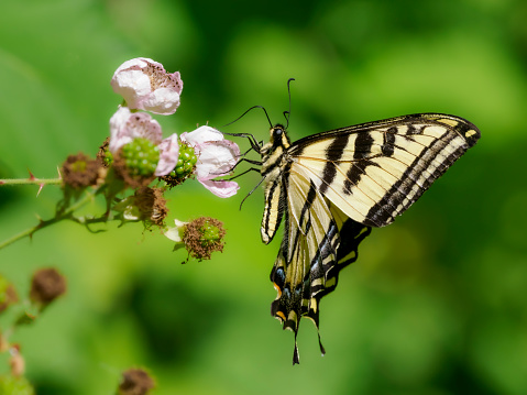 This is the Swallowtail Butterfly (Papilio Cresphontes).