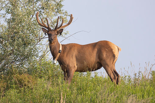 An 8-point whitetailed buck  standing in a clearing on the edge of a forest. Antlers are covered in velvet. Early morning light. (Kennesaw, Georgia)