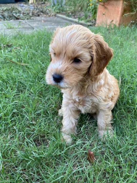 istock Caramel puppy dog 1518018038
