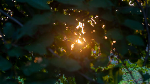 istock Sunset. Sunset among the leaves 1518031919