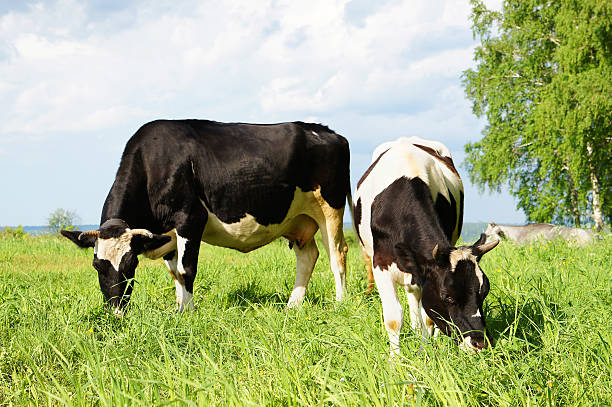 istock Two cows are grazing on the field 151804722