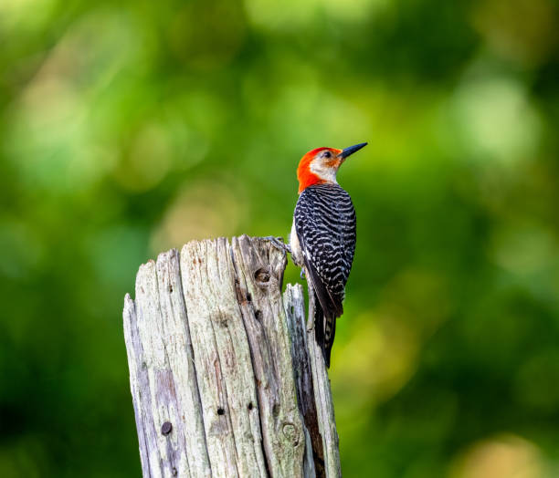 istock Woodpecker landed on a pole. 1518056423