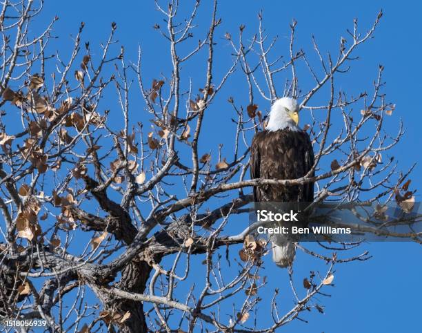 Eagle Tree Bald Eagle In A Tree Stock Photo - Download Image Now - Bald Eagle ...